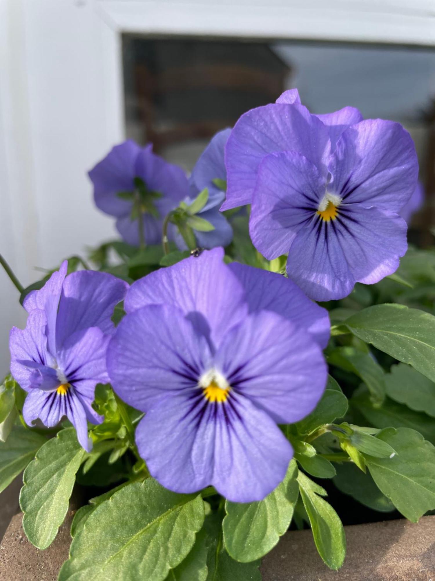 Espoey Les Hortensias מראה חיצוני תמונה