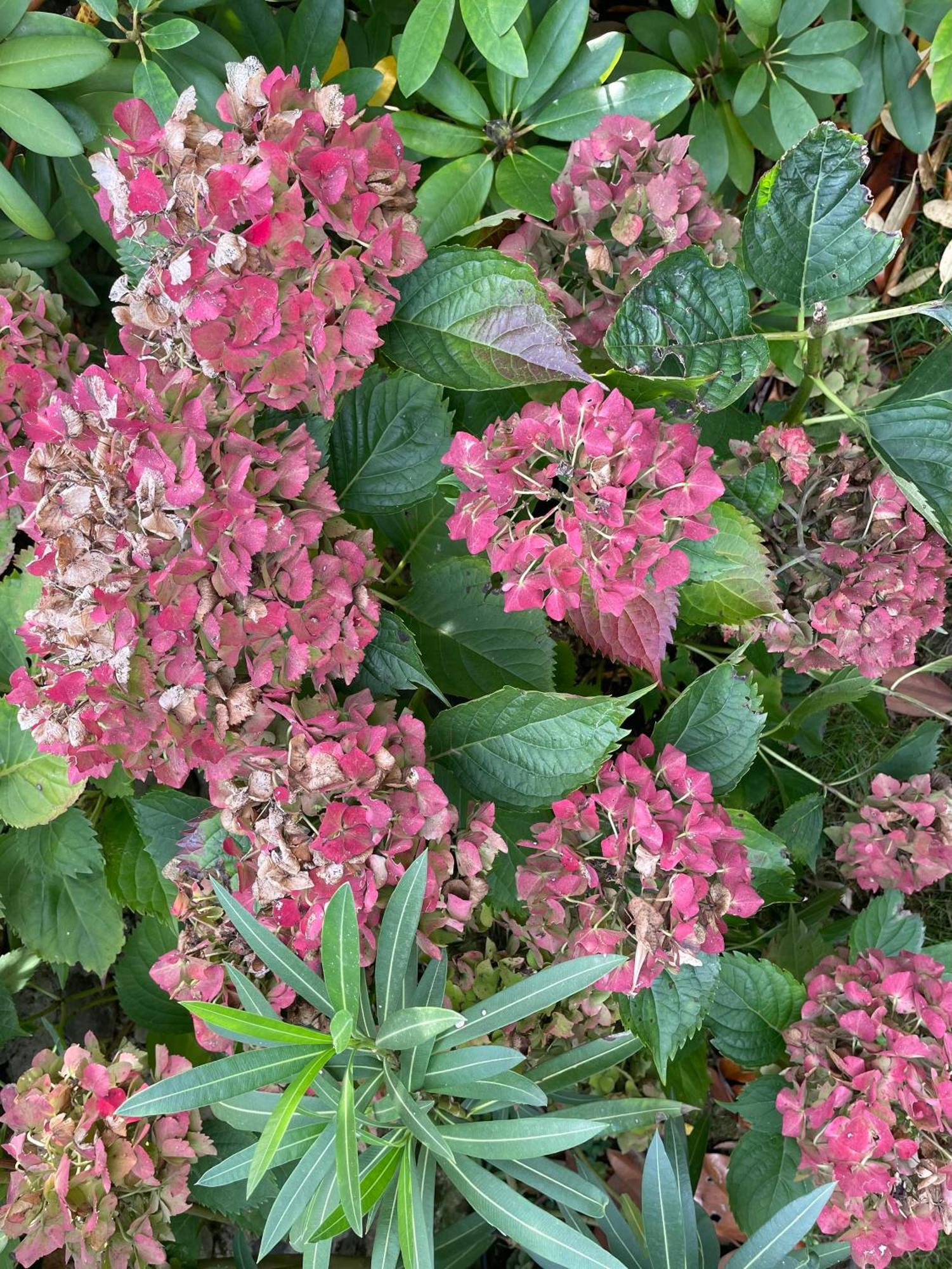 Espoey Les Hortensias מראה חיצוני תמונה